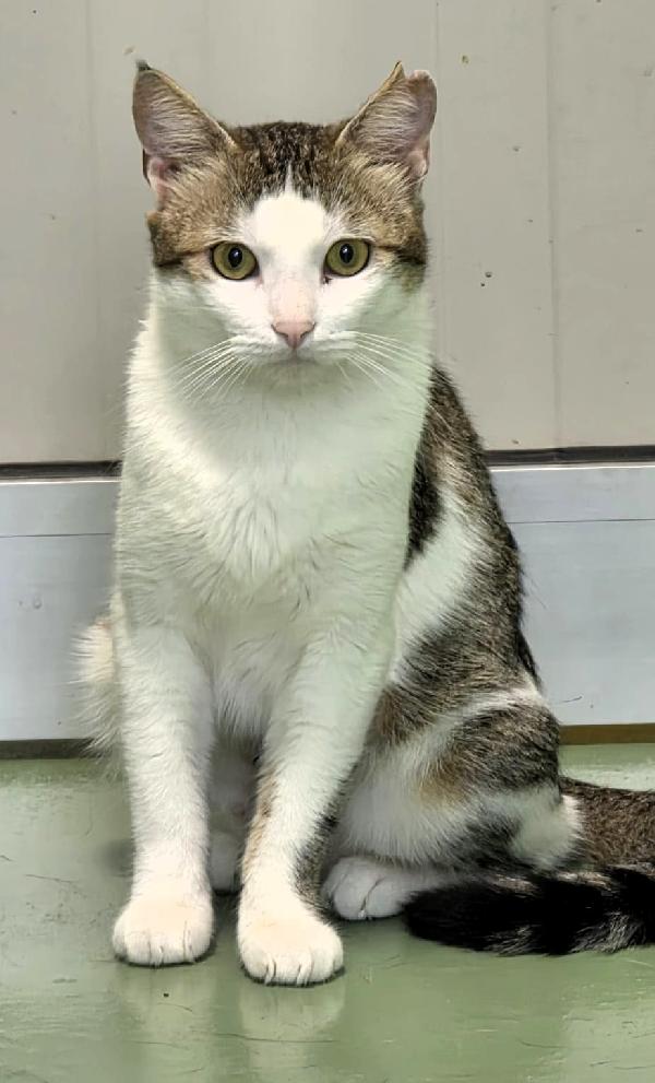 CESIRA GATTINA BELLISSIMA Foto 1